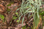 Broadleaf sedge